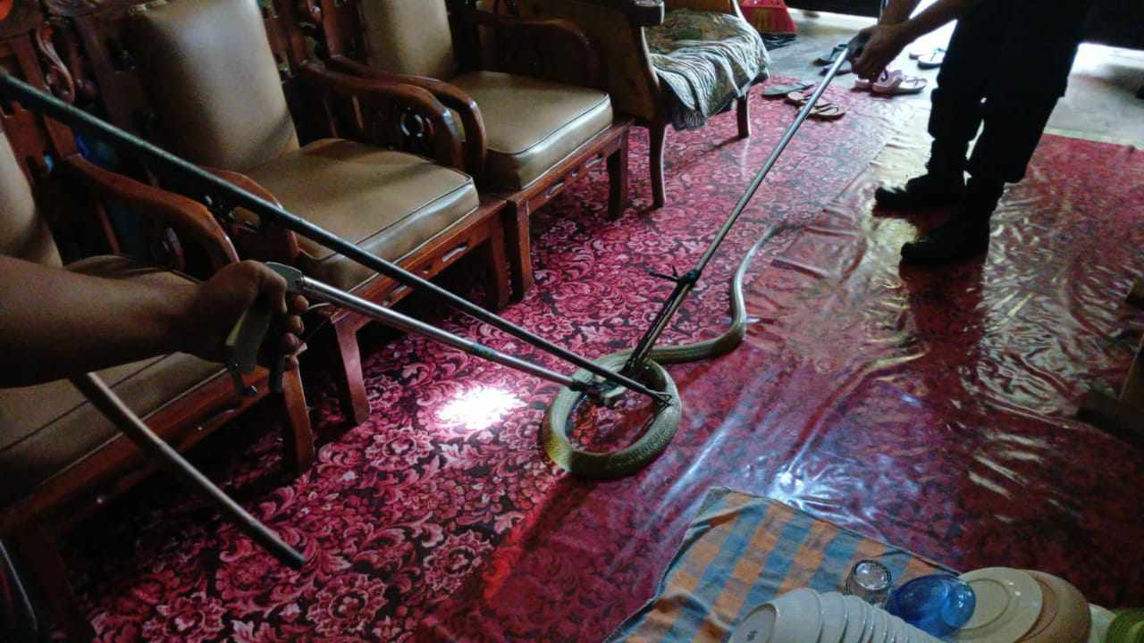 Tim rescue DPKP Palangka Raya saat berusaha mengamankan Ular Kobra yang masuk rumah warga di saat ada acara ibu-ibu dan anak-anak, di Jalan Bhayangkara.