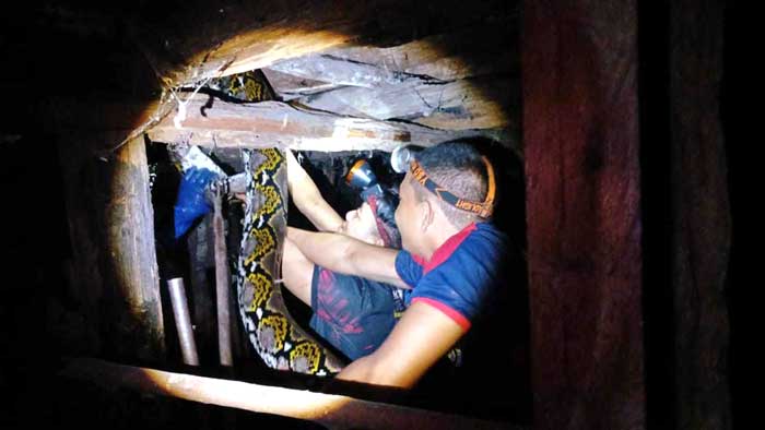 EVAKUASI ULAR : Tim Rescue Dinas Pemadam Kebakaran dan Penyelamatan (DPKP) Palangka Raya mengevakuasi ular piton di rumah warga, Selasa (4/6) malam. ISTIMEWA/RADAR PALANGKA