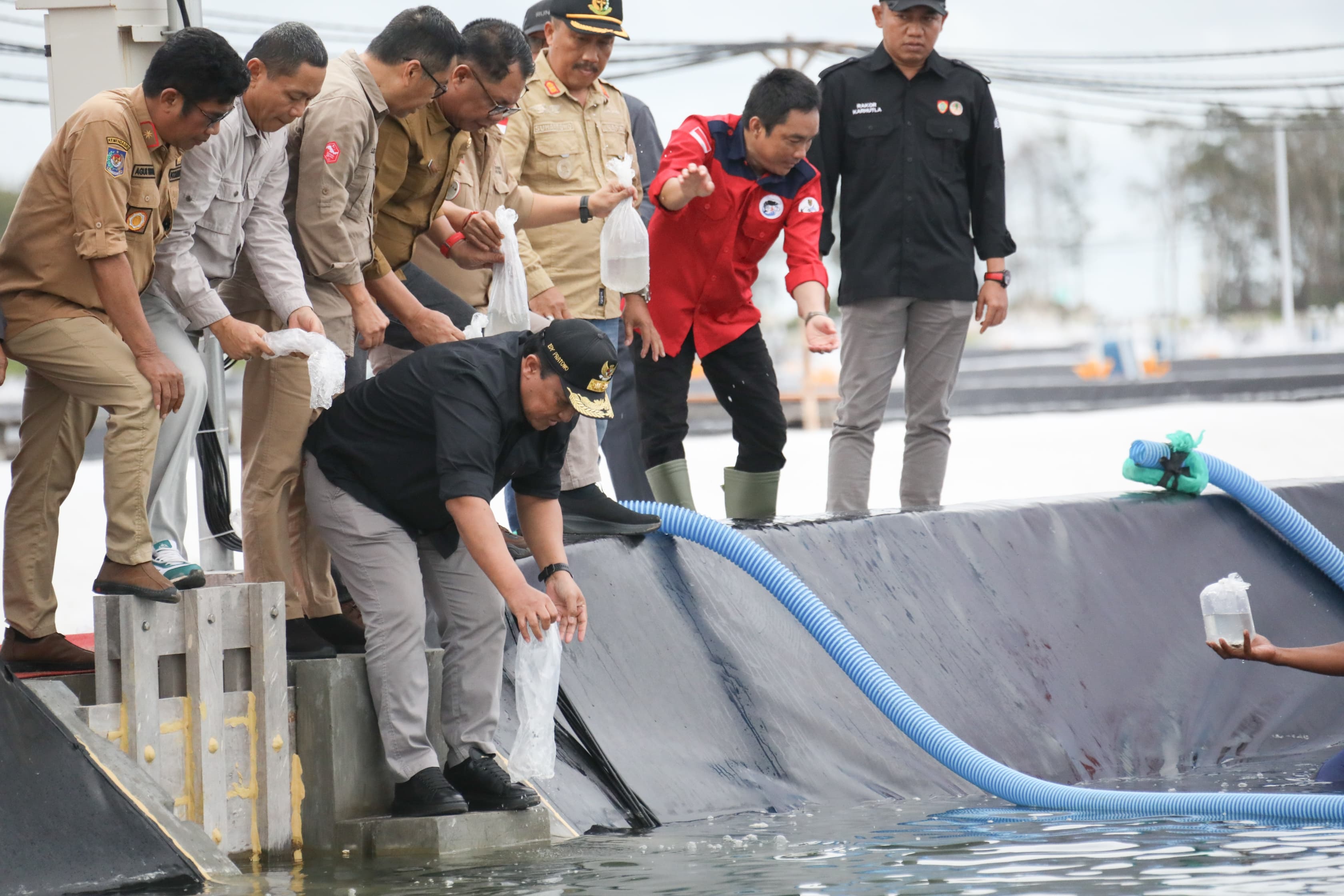 POTENSIAL: Wakil Gubernur (wagub) Kalteng Edy Pratowo, melakukan tebar benur Udang Vaname di kawasan tambak udang di Desa Sei Raja Kecamatan Jelai Kabupaten Sukamara,belum lama ini.