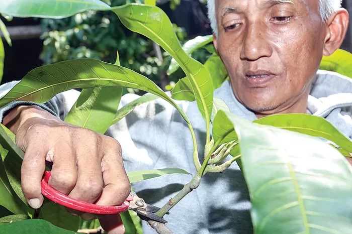 Ilustrasi Daun Mangga (Jawa Pos)
