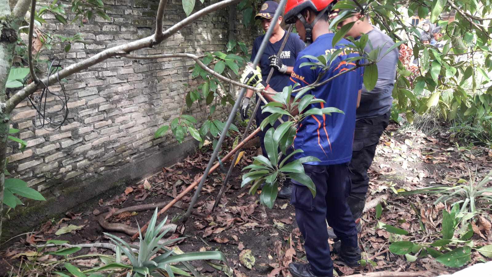 EVAKUASI : Rescue Damkar Kota Palangka Raya mengevakuasi King Cobra Kalimantan yang masuk pekarangan rumah warga Jalan Menteng XI, Selasa (11/6). ISTIMEWA/RADAR PALANGKA