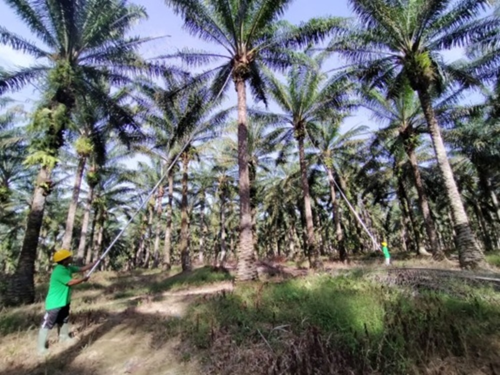 PANEN: Petani kelapa sawit di Kalimantan Tengah saat memanen buah kelapa sawit. (Istimewa)