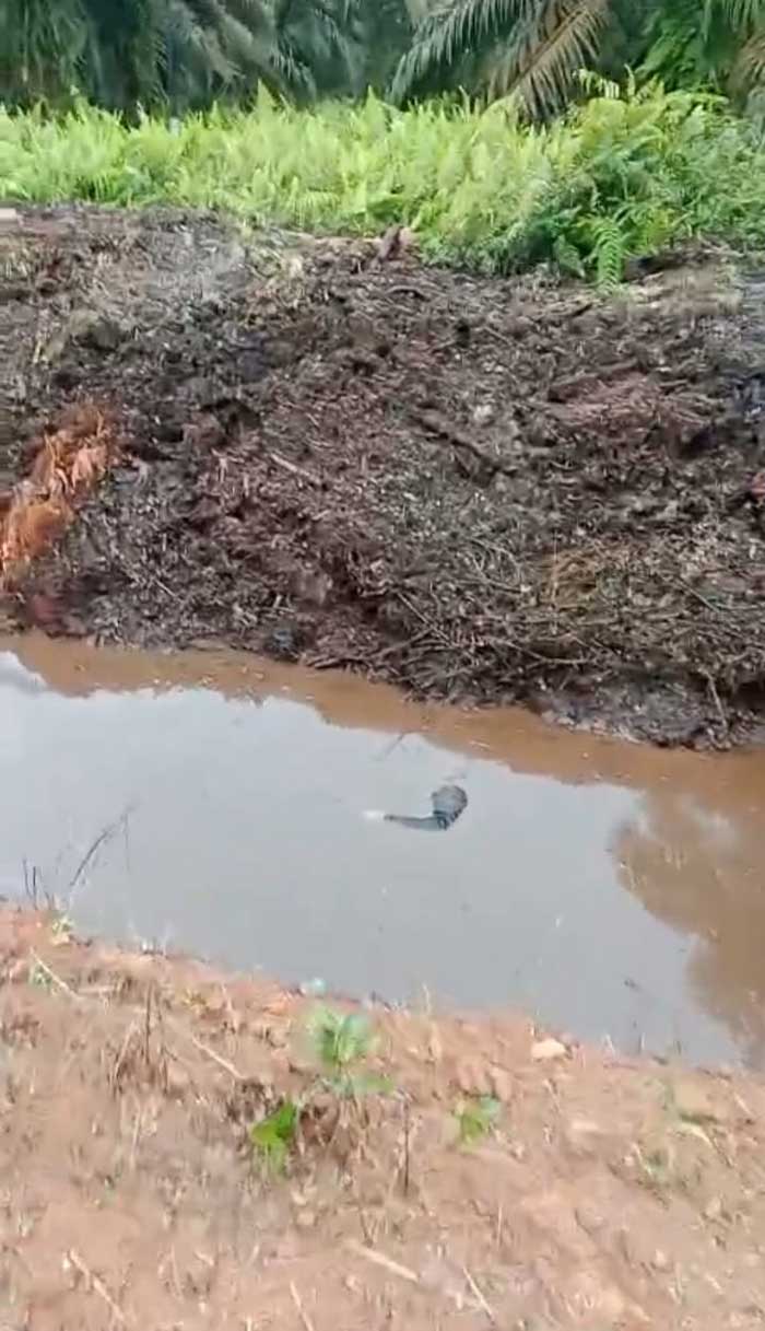 BIKIN GEGER: Mayat berjenis kelamin laki-laki ditemukan mengapung di dalam parit kebun kelapa sawit, Senin (8/7). TANGKAPAN LAYAR/RADAR SAMPIT