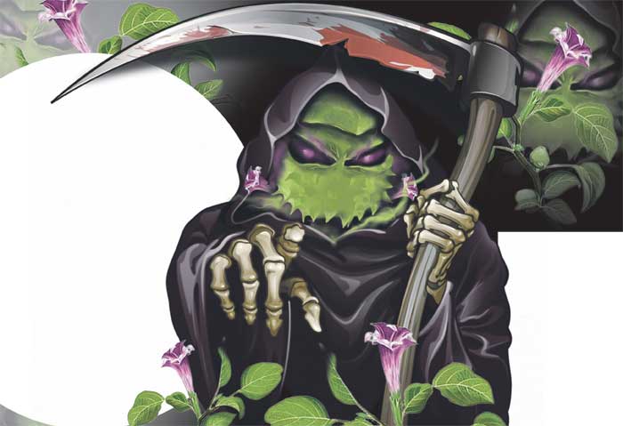 Ilustrasi buah kecubung bisa membawa maut.