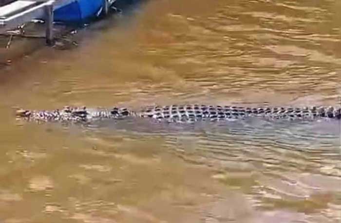 PREDATOR SUNGAI: Buaya keluar dari kawasan suaka margasatwa Lamandau dan berkeliaran di anak sungai Lamandau, Senin (22/7). ISTIMEWA/RADAR PANGKALAN BUN