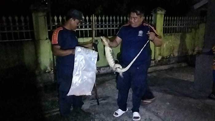 EVAKUASI : Team Rescue Damkar berhasil melaksanakan evakuasi seekor biawak di Jalan Tangkasiang, Palangka Raya. DODI/RADAR PALANGKA