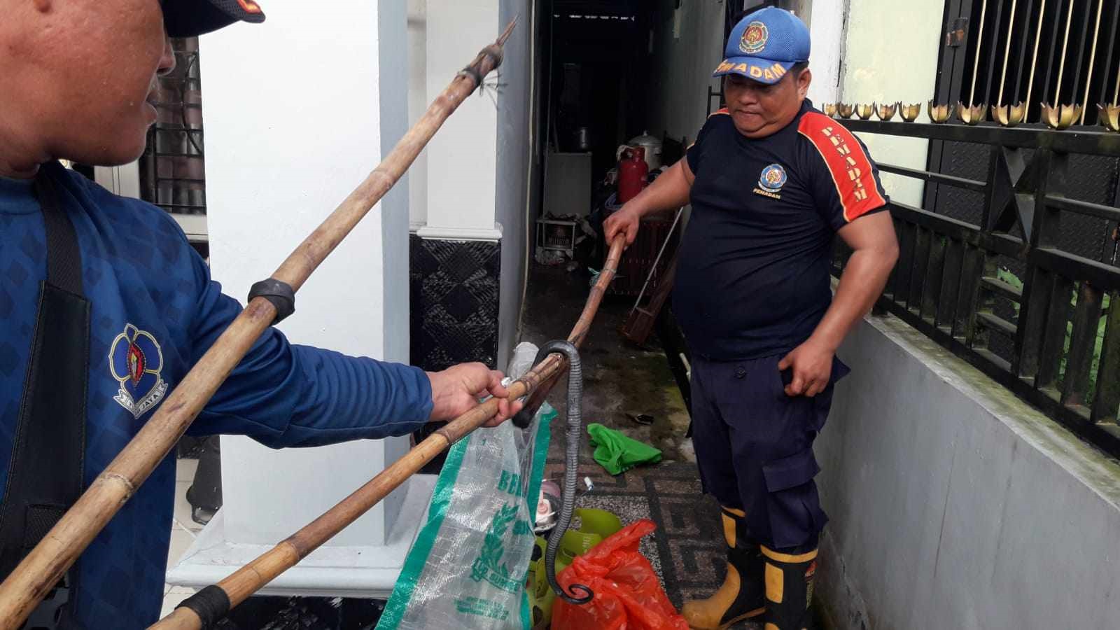 HATI-HATI: Tim Rescue Diskarmat Palangka Raya saat melakukan evakuasi seekor ular Kobra dari salah satu rumah warga di komplek Mahir Mahar Permai, Palangka Raya, (28/7).
