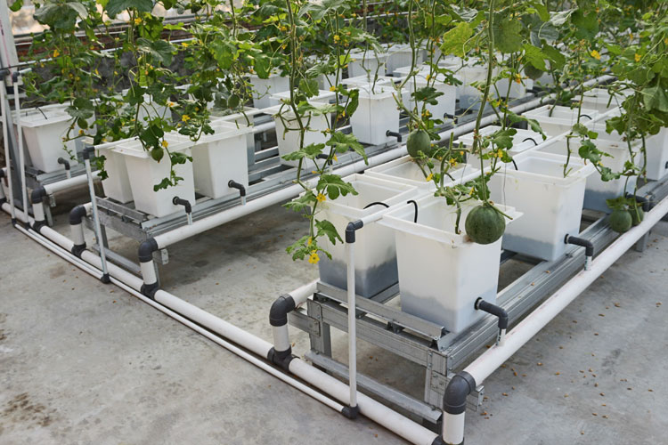 Dutch Bucket System, Teknik Hidroponik yang Cocok untuk Tanam Buah Buahan. (Sumber: bebeja.com)