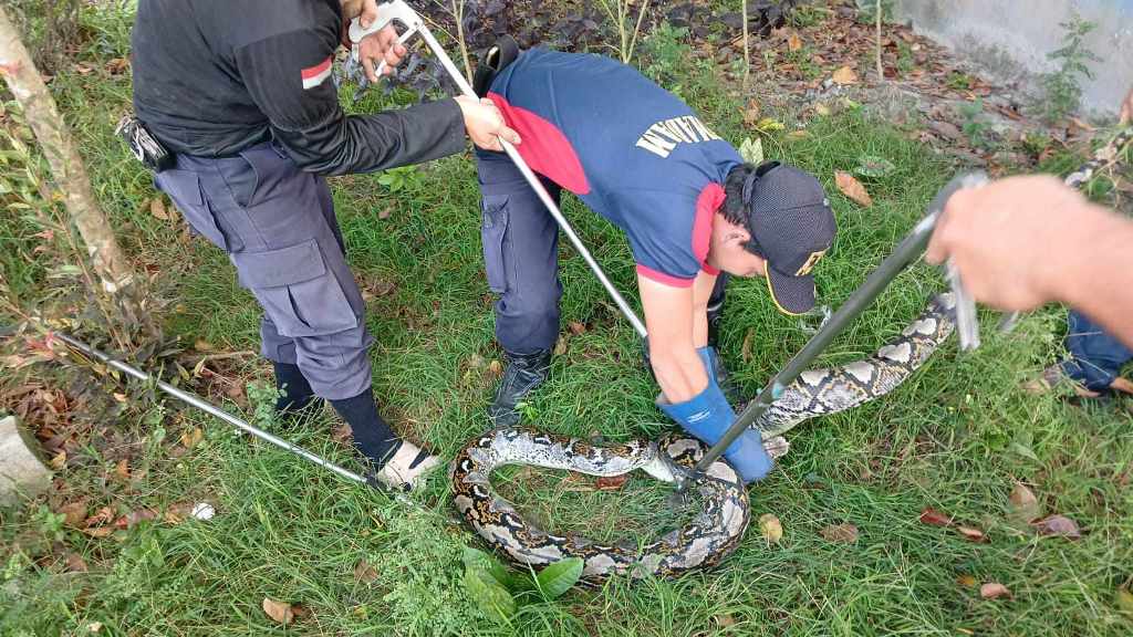 DIAMANKAN : Tim Rescue Penyelamatan Dinas Pemadam Kebakaran dan Penyelamatan (Diskarmat) Palangka Raya mengamankan ular piton Panjang empat meter di Jalan Kapur Naga II, Palangka Raya, Sabtu (3/8/24).
