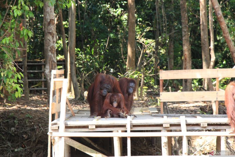 Ilustrasi Orang Utan