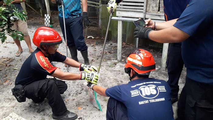EVAKUASI: Tim Rescue Damkar Palangka Raya mengevakuasi ular king kobra dari rumah warga di Jalan Bangaris, Palangka Raya. ISTIMEWA/RADAR PALANGKA