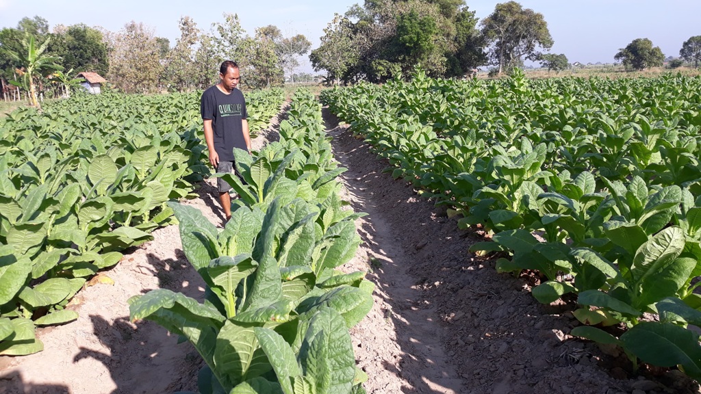 KOMODITAS: Pengusaha Surabaya, Jawa Timur mengecek ladang tembakau. DOKUMEN/RADAR SAMPIT