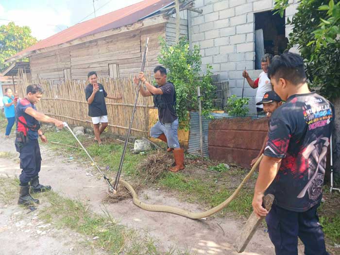 EVAKUASI : Team Rescue bersama warga menangkap seekor ular king kobra Kalimantan yang masuk pemukiman warga jalan Tjilik Riwut kilometer 9, Palangka Raya, Senin (02/09/24). ISTIMEWA/RADAR PALANGKA