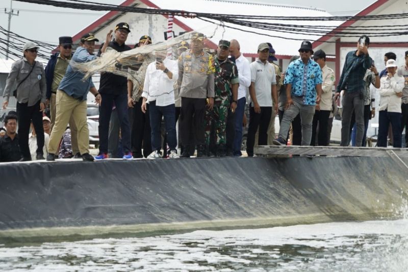 Panen udang vaname pada Shrimp Estate Berkah, Desa Sei Raja Kabupaten Sukamara (7/9/2024). (ANTARA/HO-Diskominfosantik Kalteng)