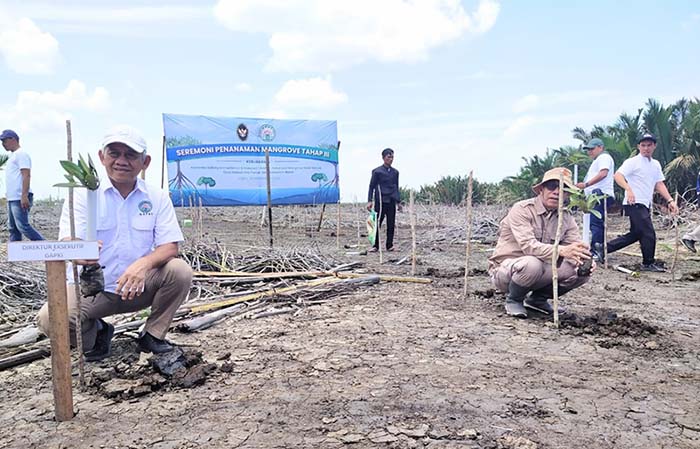 Direktur Eksekutif GAPKI, Mukti Sardjono dan Asisten II Setda Kobar, Kamaludin saat penanaman mangrove di desa Sebuai, Sabtu (14/9/2024).