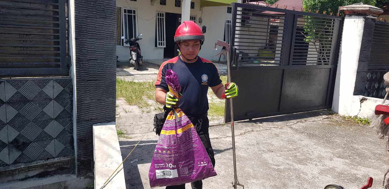 DIEVAKUASI: Tim rescue Damkar Kota Palangka Raya saat melakukan penanganan seekor ular Kobra yang masuk ke rumah warga, Minggu (15/9).