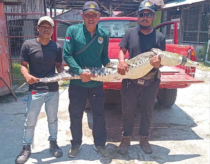 EVAKUASI : Komandan BKSDA Resort Sampit mengevakuasi seekor buaya yang terperangkap di jaring rengge Nelayan, Jumat (20/9). (Istimewa)