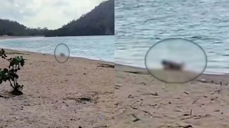 Rekaman video WNA sedang melakukan hubungan intim di Pantai Kita, Mandalika, Lombok, NTB. (Foto: Instagram @insidelombok)