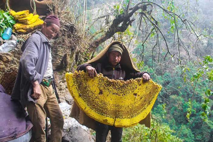 SUPER LANGKA: Pemanen madu gila di Himalaya, Nepal.