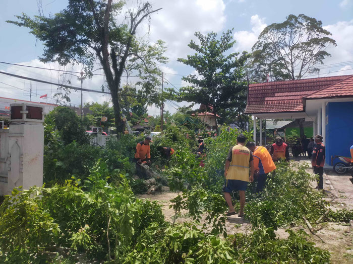 Pohon-pohon tua di depan kantor PWI Kobar dibabat TRC Badan Penanggulangan Bencana Daerah (BPBD) Kobar, Rabu (9/10)