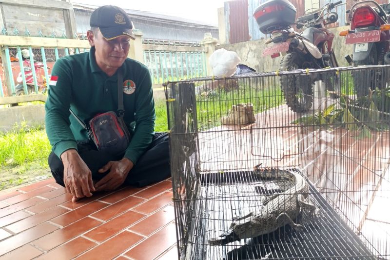 DIAMANKAN: Komandan BKSDA Resort Sampit Muriansyah menunjukkan anak buaya yang dievakuasi dari warga Desa Basirih Hilir, Rabu (9/10) lalu. (ANTARA/DOKUMENTASI PRIBADI)