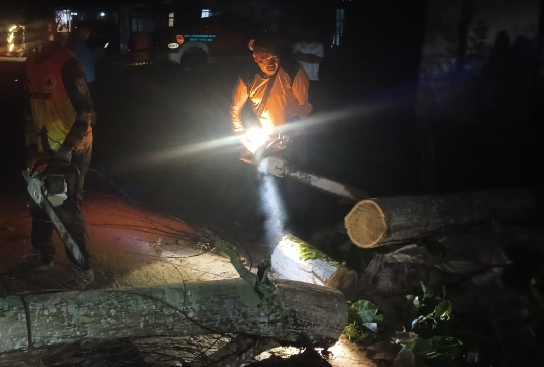 BERBAHAYA: Pohon tumbang di Jalan Tjilik Riwut I, Kelurahan Madurejo, Kecamatan Arut Selatan, Kabupaten Kobar saat di pindahkan dari badan jalan dengan cara dipotong,&rdquo; Kamis (17/10) malam.