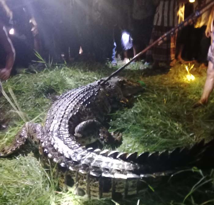 BUAYA: Seekor buaya yang menewaskan Badaruzaman saat ditangkap warga. Di Kotim sudah ada beberapa kali serangan buaya di tahun 2024 ini.