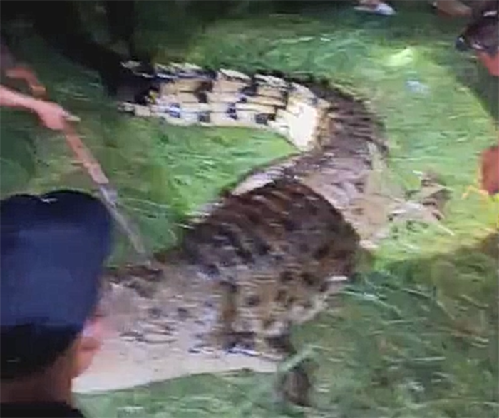 BUAYA PEMANGSA: Warga menangkap buaya pemangsa warga Desa parebok Kecamatan Teluk Sampit, Kabupaten Kotim, Kalteng.