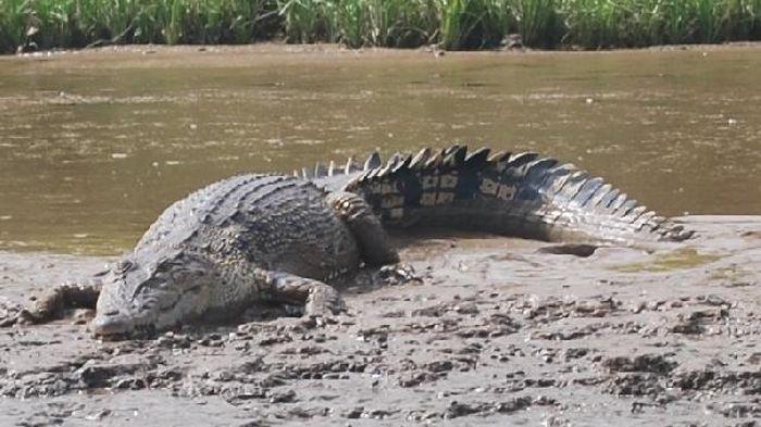 Buaya Jenis Muara, yang juga bisa memangsa manusia
