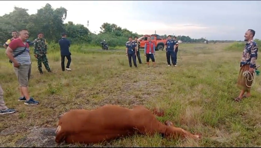 DITEMBAK: Sapi yang berhasil menerobos kawasan Bandara Iskandar Pangkalan Bun terpaksa ditembak karena membahayakan petugas dan juga penerbangan. (Istimewa)