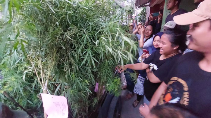 GANJA: Polisi menggerebek sebuah rumah di RT 02 RW 016, kampung Pedongkelan, kelurahan kapuk, Cengkareng, Jakarta Barat di yang dijadikan lokasi menanam ganja, Rabu (13/11/2024). (Ryandi Zahdomo)