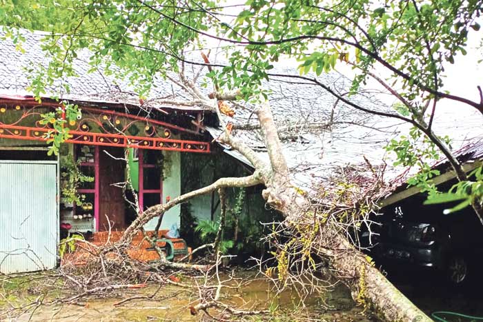 CUACA BURUK: Pohon tua yang tumbang menimpa rumah warga Barimba, Kapuas.