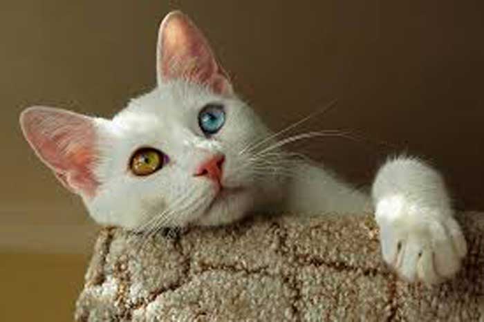 VAN TURKI: Kucing ras asal Anatolia, Turki.