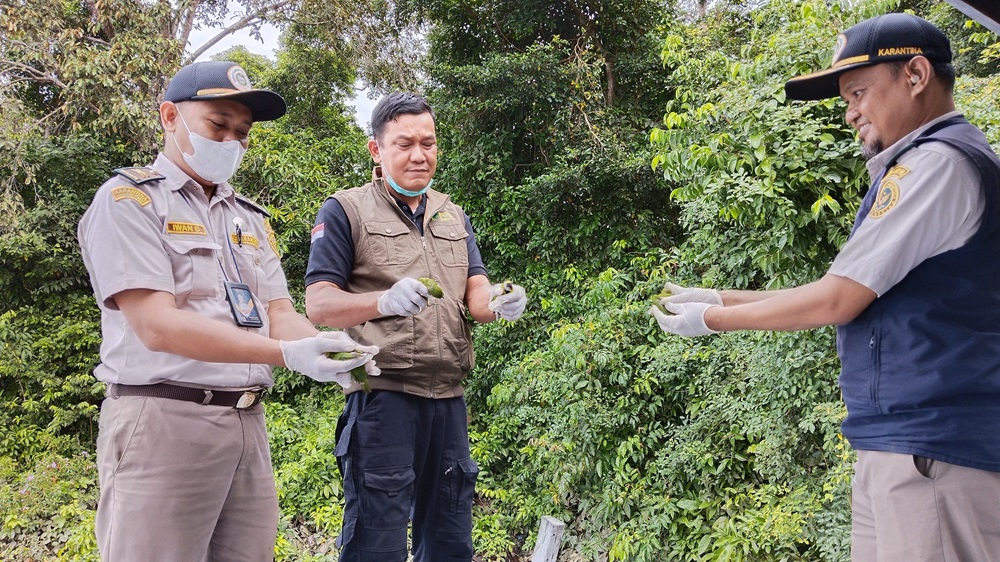 PELEPASLIARAN: BKSDA dan Karantina Kotim saat membebas satwa dilindungi jenis cucak ijo di Sungai Mentaya, Sampit, Selasa (10/12) pagi.&nbsp;IST/RADAR SAMPIT
