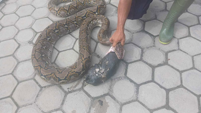 Seekor ular piton besar  saat menelan seekor kucing kesayangan warga, di Palangka Raya.
