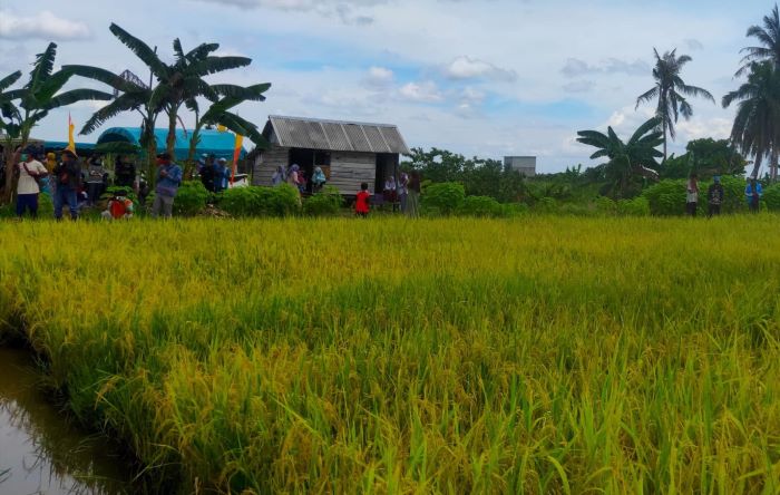PERSAWAHAN: Lahan pertanian padi di Teruntum Desa Sungai Pasir, Kecamatan Lunci, Sukamara, tumbuh subur dan bisa dikembangkan wisata alam pedesaan. FAUZIANNUR/RADAR SAMPIT