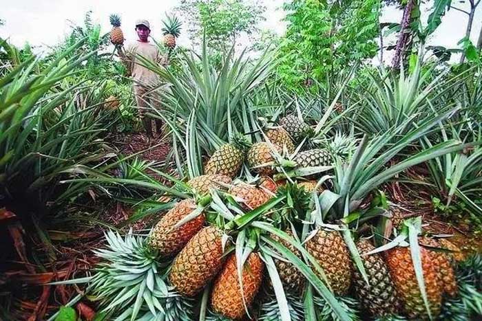 Ilustrasi Petani Nanas/Jawa Pos Metro Dally
