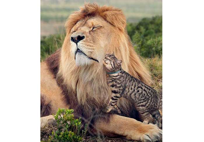 Singa dan kucing. pinterest