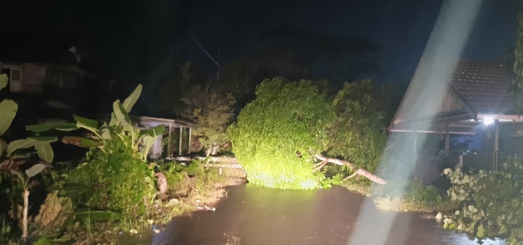 MEMBAHAYAKAN: Pohon besar yang tumbang ditiup angin, di depan sebuah rumah di Kuala Kapuas, Minggu (15/12).