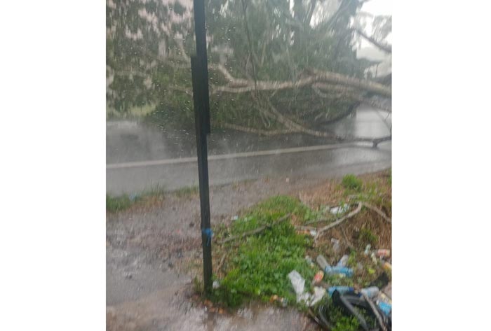WASPADA: Pohon tumbang akibat cuaca buruk di jalan Trans Kalimantan km 24 Kapuas.