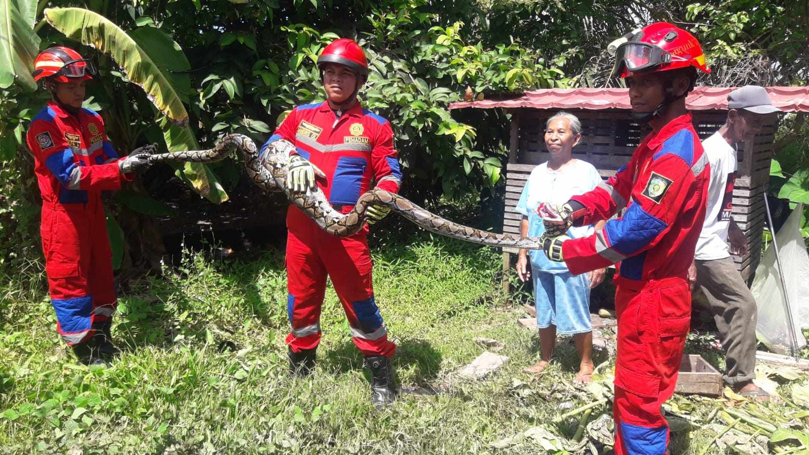 BAKAL DILEPAS LAGI: Tim Damkar Kota Palangka Raya saat melakukan evakuasi seekor ular piton sepanjang empat meter, yang telah memakan beberapa ekor ayam warga di dalam kandang, Senin (23/12).