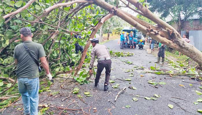 PEMBERSIHAN: Petugas melakukan pembersihan pohon tumbang akibat angin kencang di Kuala Pembuang, Rabu (1/1).&nbsp;M RIFANI/RADAR SAMPIT