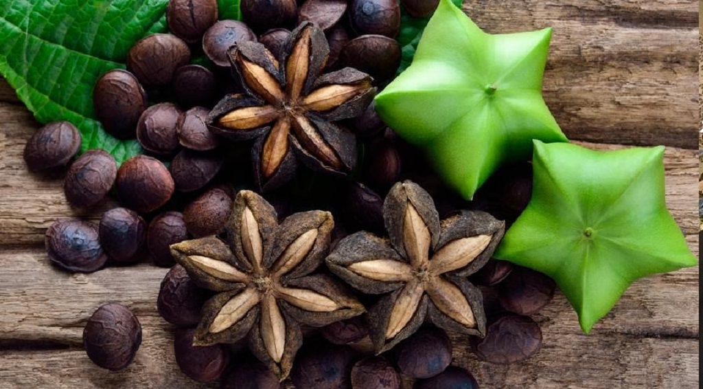 SUPER FOOD: Kacang Sacha Inchi yang mulai banyak dibudidayakan di Indonesia, dan memiliki khasiat untuk menjaga kesehatan tubuh.