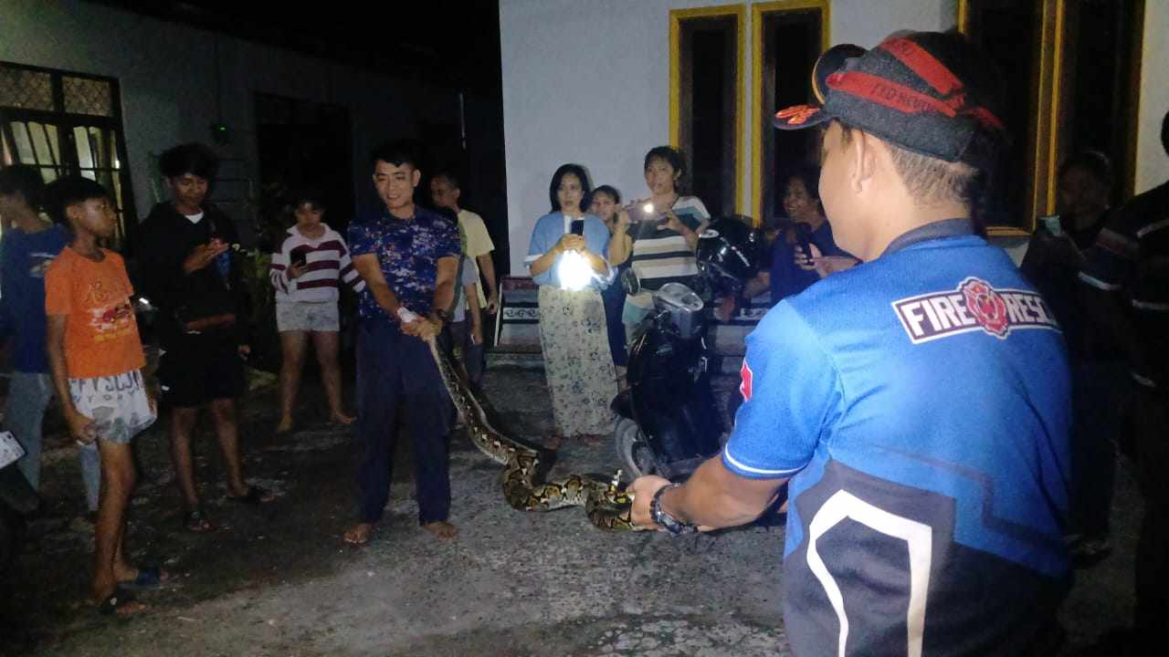 JADI TONTONAN: Tim Damkar Kota Palangka Raya saat berhasil menangkap seekor ular piton panjang 3 meter dari atap dapur sebuah rumah warga, di Jalan Kinibalu, Minggu (19/1).