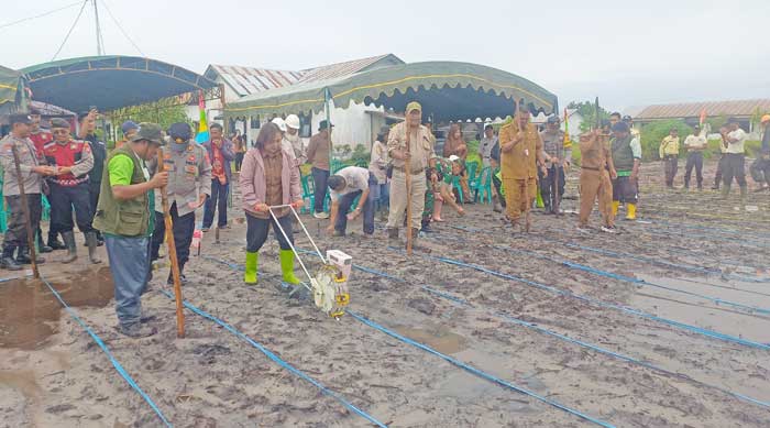 LANCAR: Kegiatan penanaman jagung di lahan seluas 1,25 hektare di Kecamatan Seruyan Hilir, bagian program taman jagung 1 juta hektar dari pemerintah pusat, Selasa (21/1).