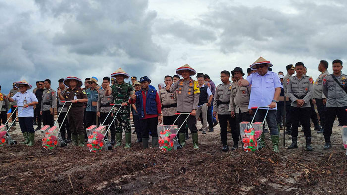Penanaman bibit jagung Varietas Pioneer di lahan seluas 1.200 Hektare di Desa Tumbang Talaken kilometer 62 Kelurahan Pager, Kecamatan Rakumpit, Palangka Raya, (21/1).