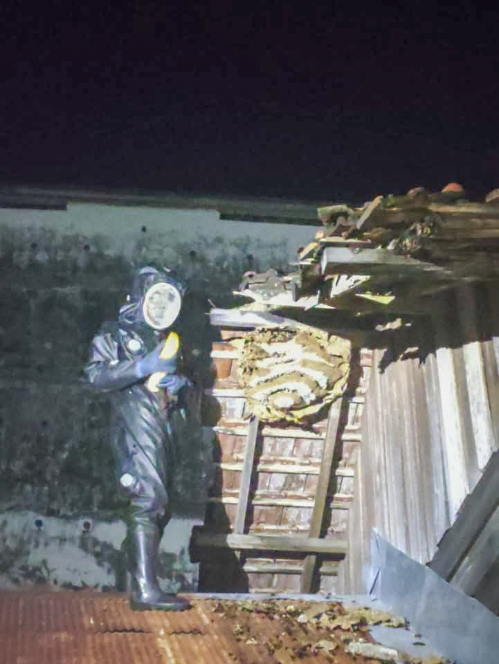 EVAKUASI: Dengan menggunakan pakaian khusus, petugas saat mendekati sarang tawon berukuran besar di salah satu rumah warga di Kuala Pembuang, Kamis (23/1) malam.