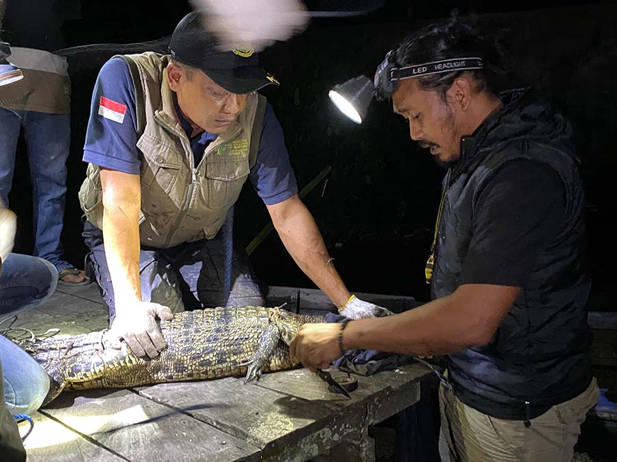 EVAKUASI: BKSDA Resort Sampit saat mengevakuasi buaya sepanjang 1,5 meter di permukiman warga, baru-baru tadi.&nbsp;IST/RADAR SAMPIT