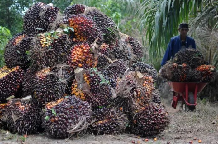 Perkebunan Kelapa Sawit/Radar Tarakan