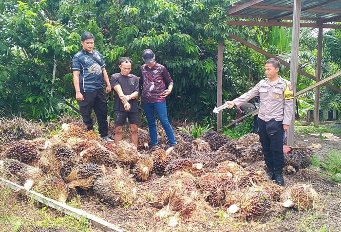 SAWIT : Petugas meminta pelaku menunjukkan barang bukti sawit hasil curian. ISTIMEWA/RADAR SAMPIT